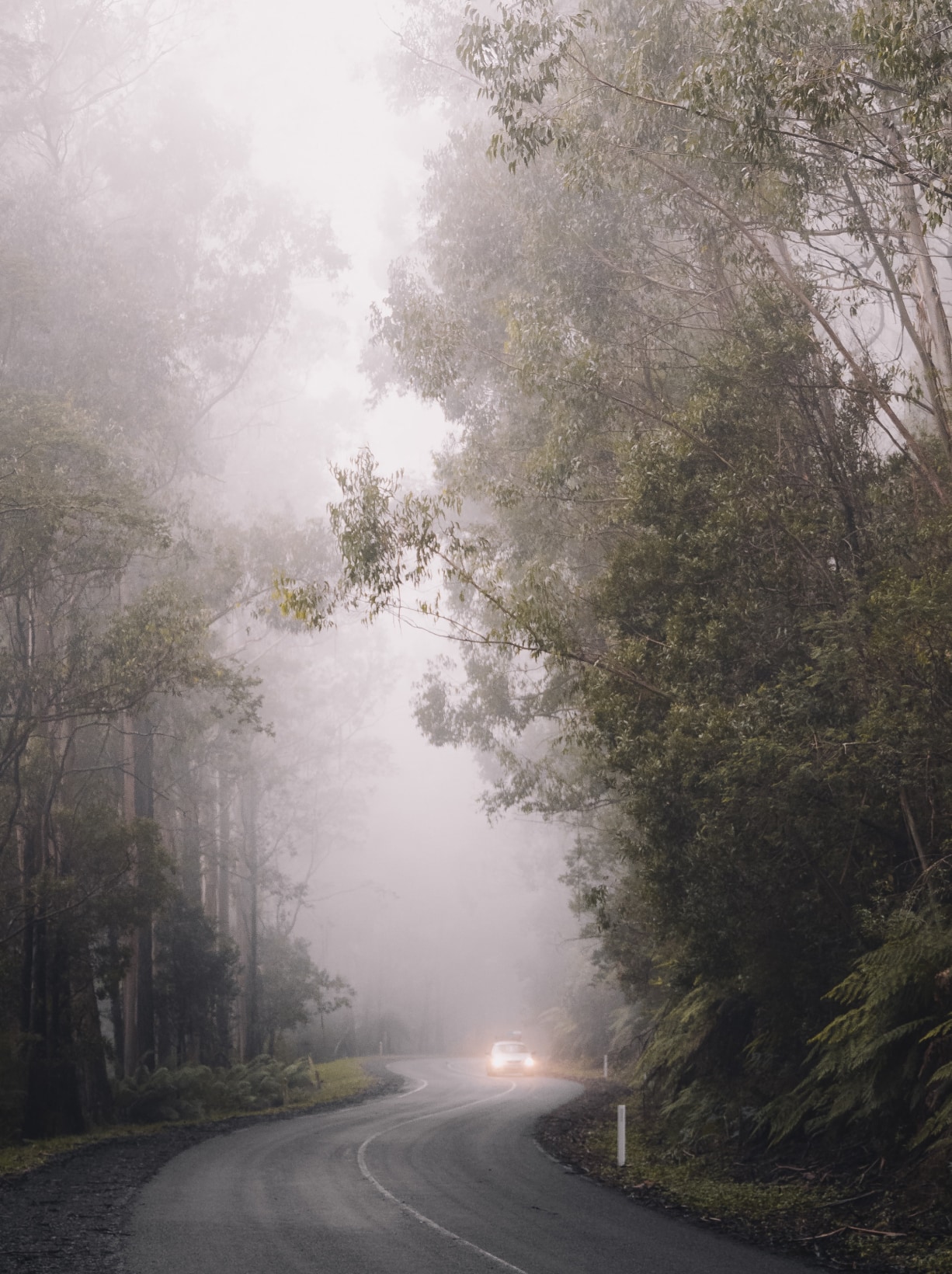 post inner image1 2 - Lost in wonder traveling through the windy, misty roads engulfed in towering trees