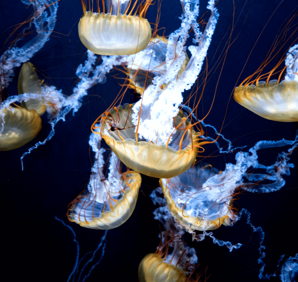 Jellyfis 3