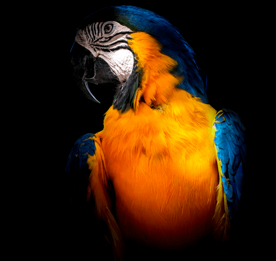 Parrot 16