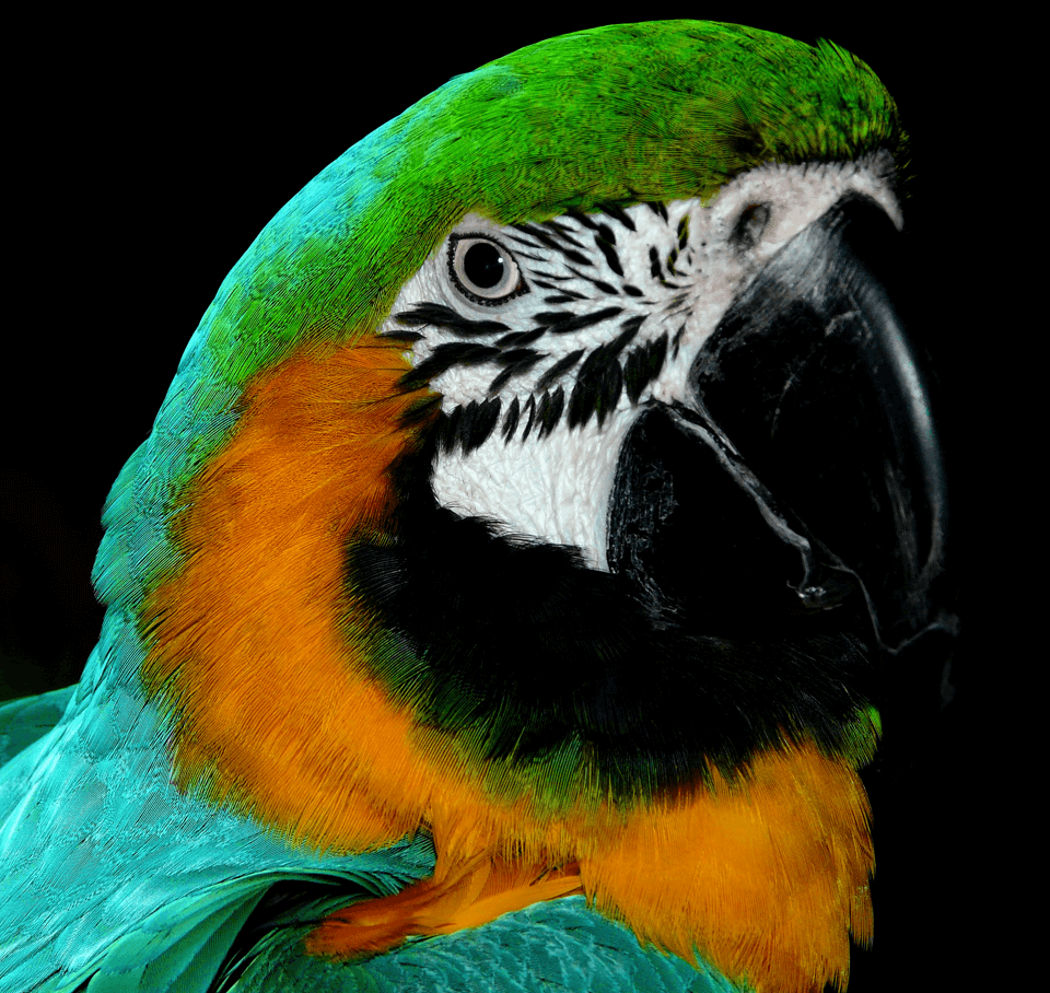 Parrot 17