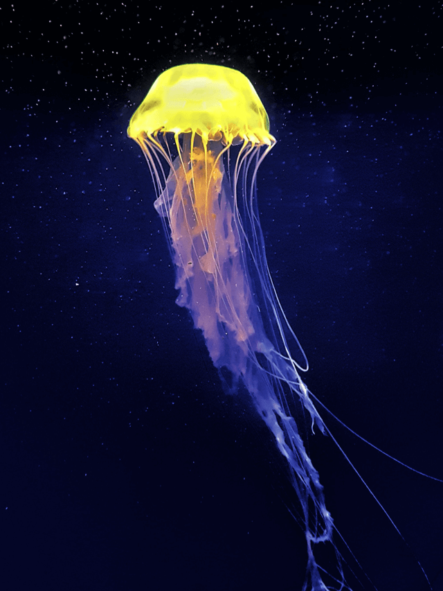 Photography - Glowing Jellyfish - Library